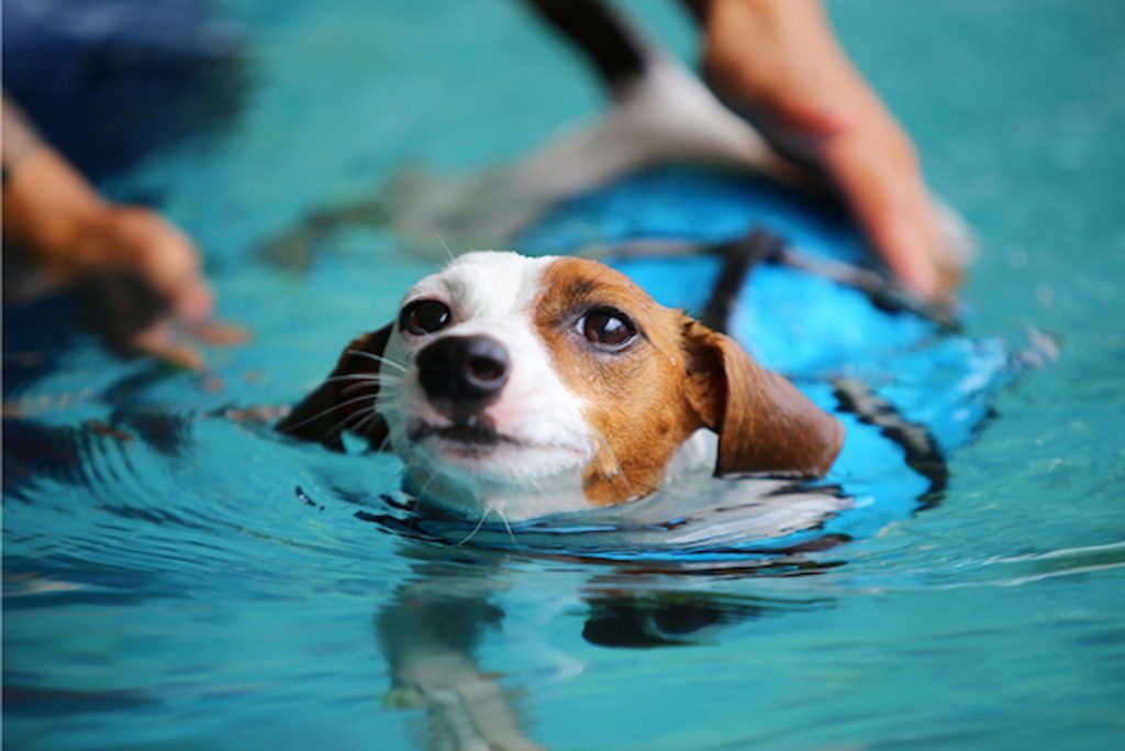 Hydrotherapy For Dogs