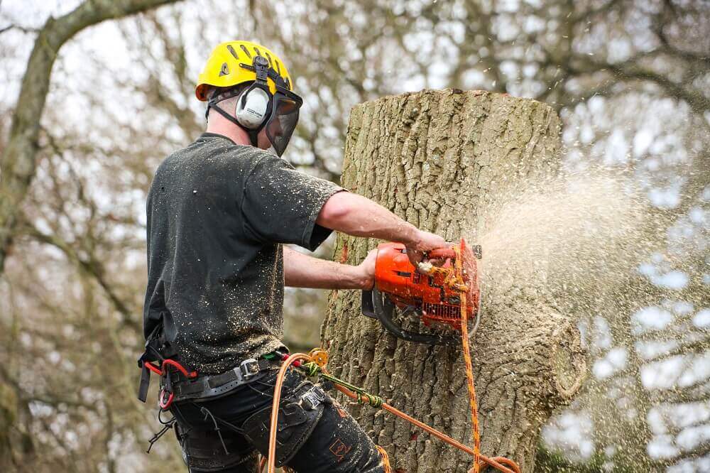 Alternative Word For Tree Surgeon